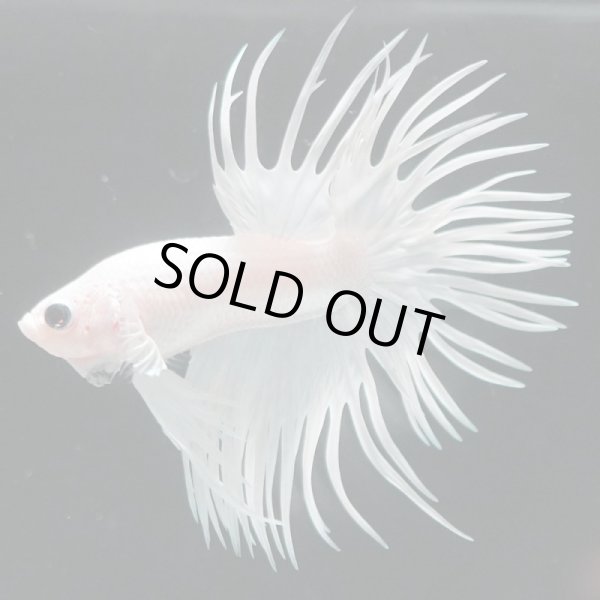 画像10: CT プラチナホワイト 上物 (10)