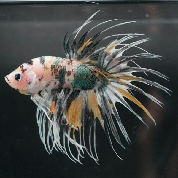 画像4: CT イエロータイガーギャラクシー 上物 (4)