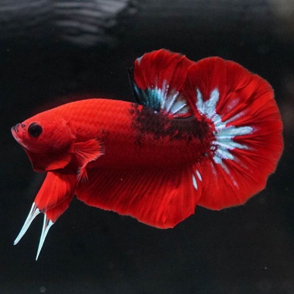 画像9: HMPK ヘルボーイ 上物 (9)