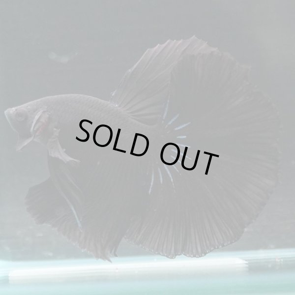 画像2: HM ブラック (2)