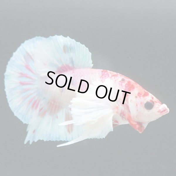 画像3: HMPK　ファンシーダンボ (3)