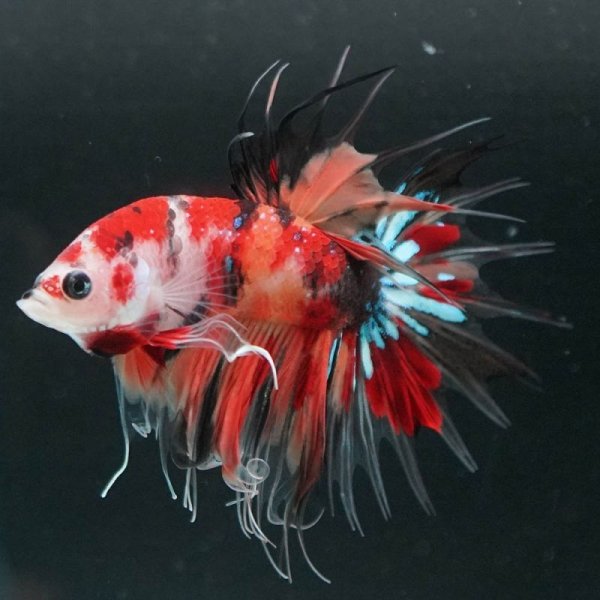 画像7: CT キャンディ 上物 (7)