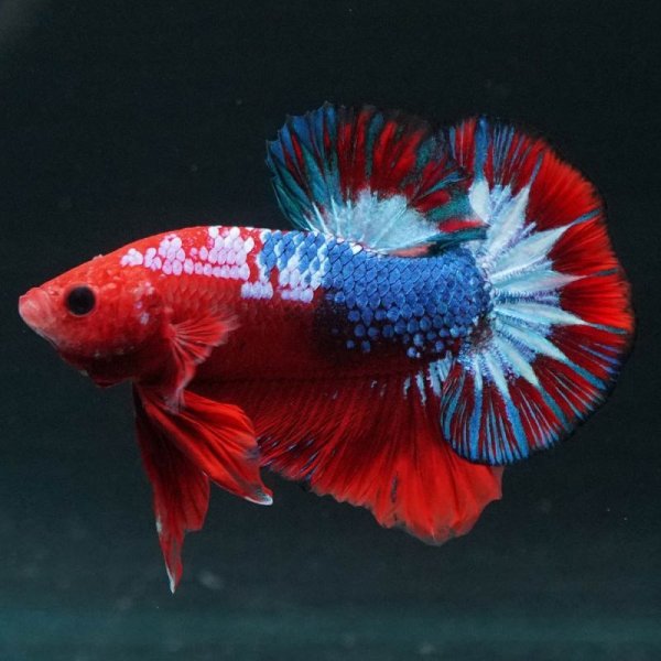 画像8: HMPK ヘルボーイ 上物 (8)