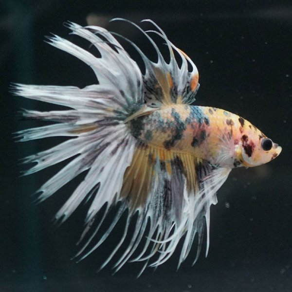 画像3: CT イエロータイガーギャラクシー 上物 (3)