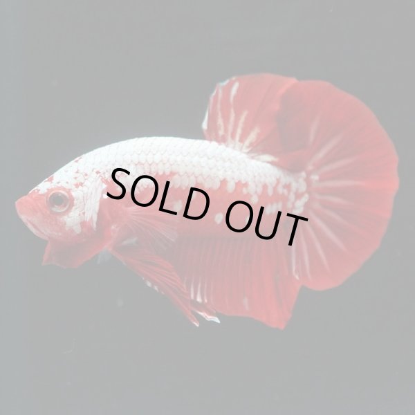 画像4: HMPK プラチナレッドサムライ (4)