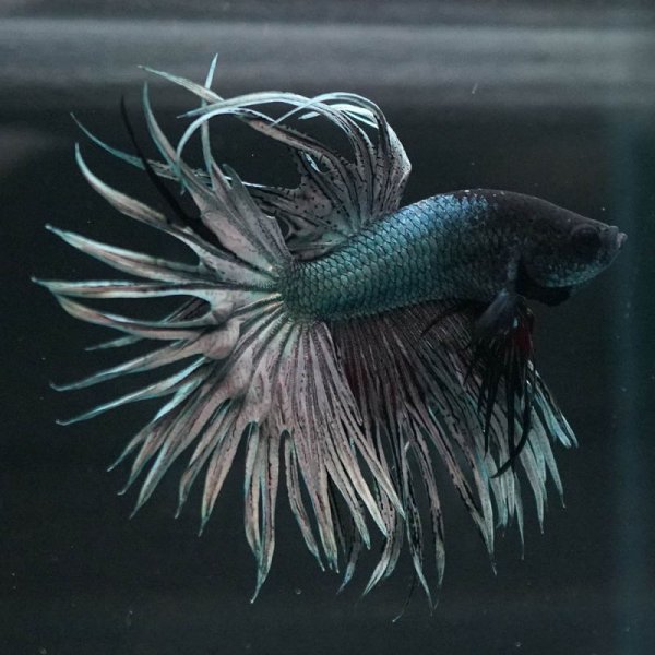 画像5: CT キングクラウン カッパー 上物 (5)