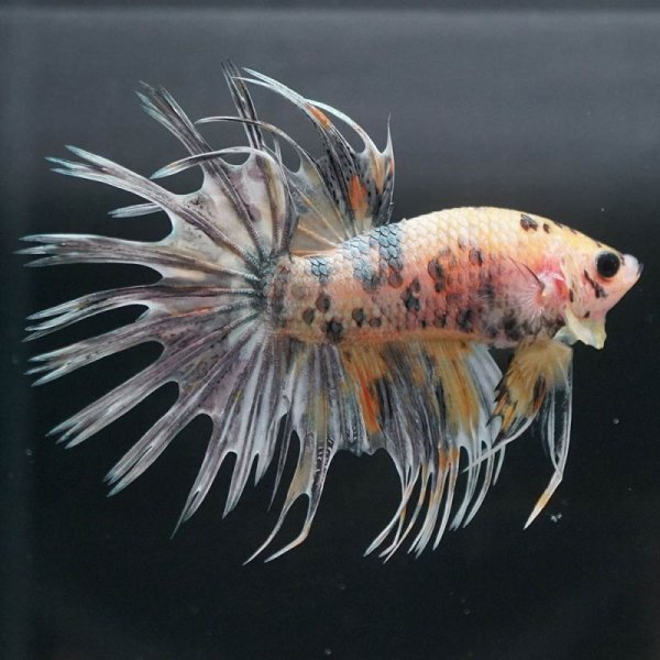 画像2: CT イエロータイガーギャラクシー 上物 (2)