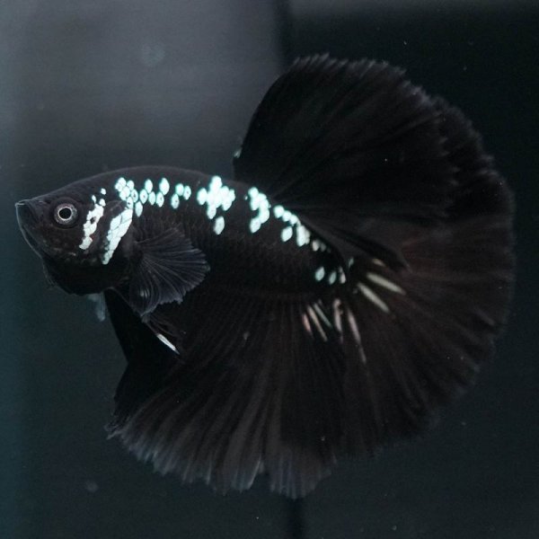 画像3: HM ブラックサムライ (3)