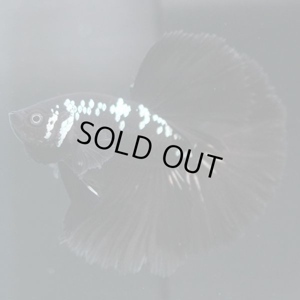 画像3: HM　ブラックサムライ (3)