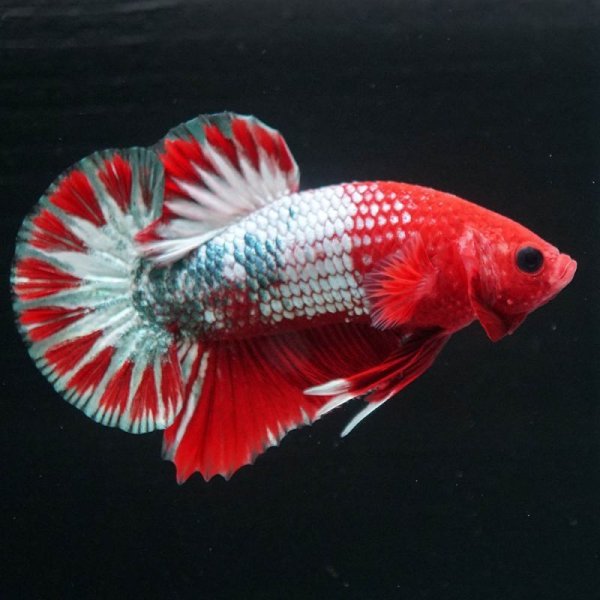 画像7: HMPK ヘルボーイ 上物 (7)