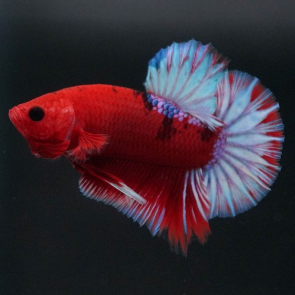 画像3: HMPK ヘルボーイ 上物 (3)