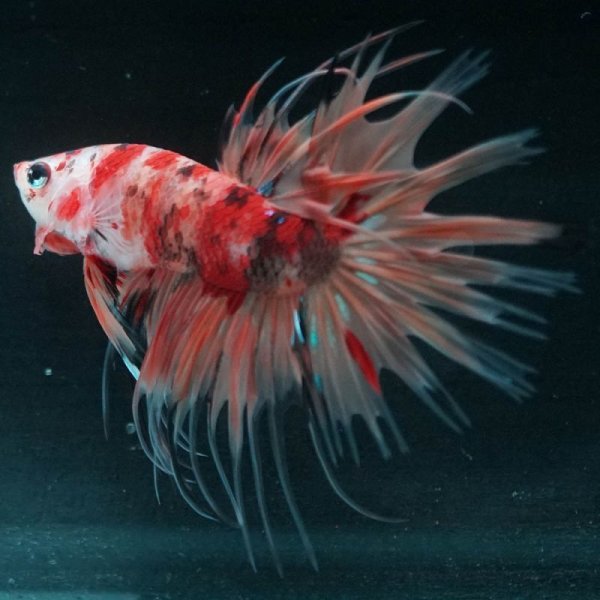 画像6: CT キャンディ 上物 (6)