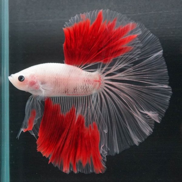 画像7: HM 紅白 (7)