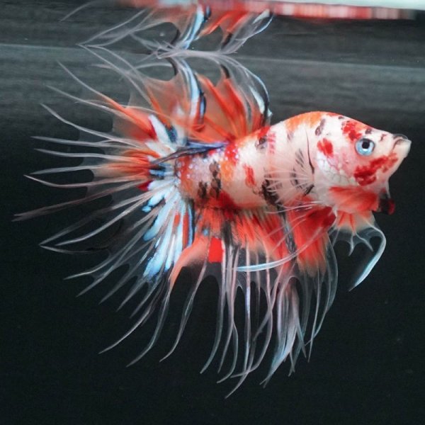 画像5: CT キャンディ 上物 (5)