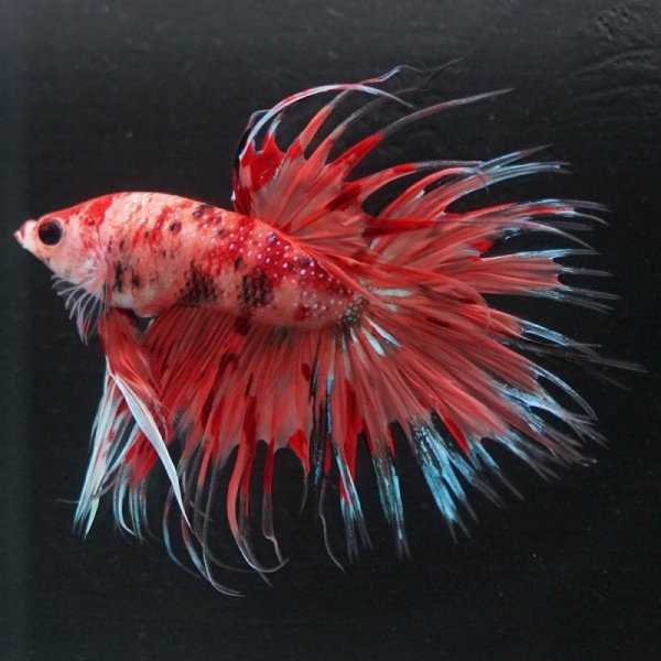 画像4: CT キャンディ 上物 (4)