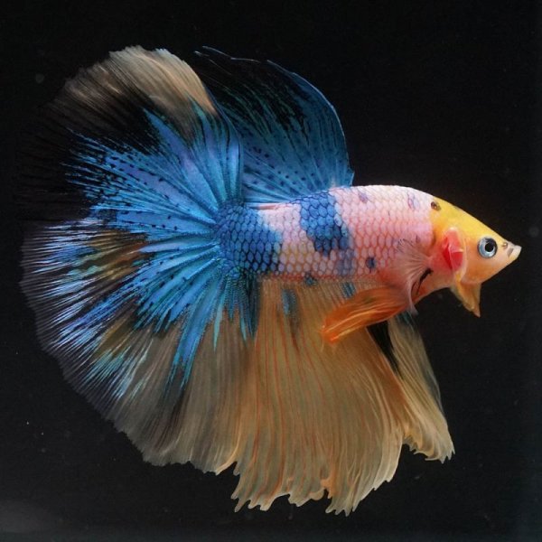 画像4: HM イエロータイガーギャラクシー (4)