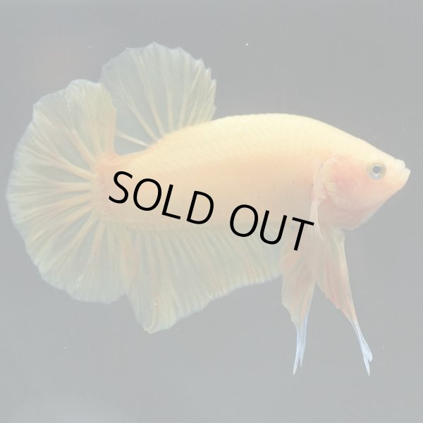 画像2: HMPK イエロー (2)