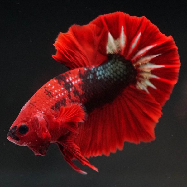 画像6: HMPK ヘルボーイ 上物 (6)