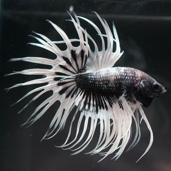 画像4: CT ブラックカッパー バタフライ (4)