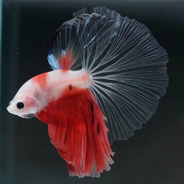 画像5: HM 紅白 (5)