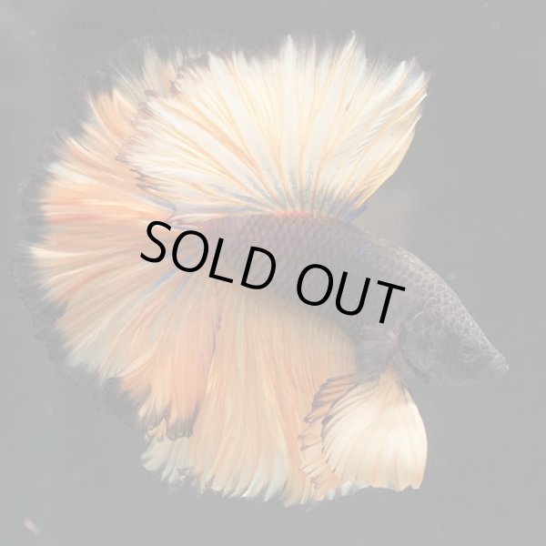 画像3: HM ブラックマスタード (3)