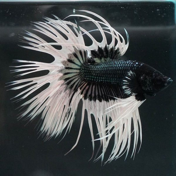 画像3: CT ブラックカッパー バタフライ (3)