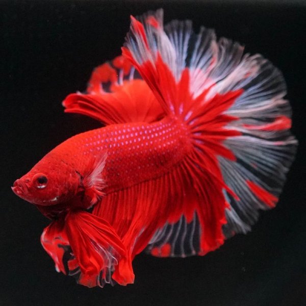 画像2: HM 赤系バタフライ (2)