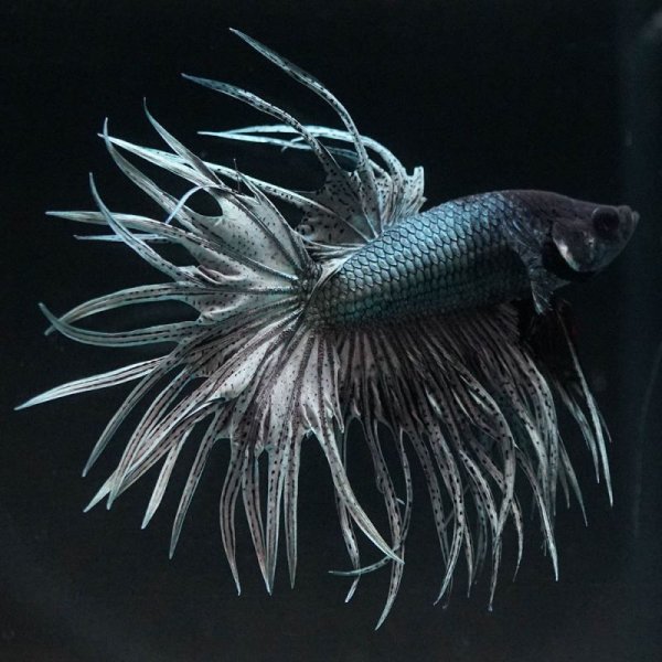 画像2: CT キングクラウン カッパー 上物 (2)