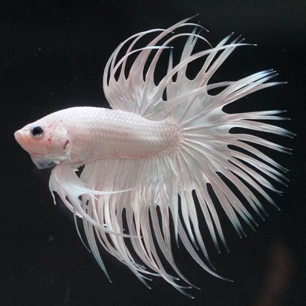 画像6: CT プラチナホワイト (6)