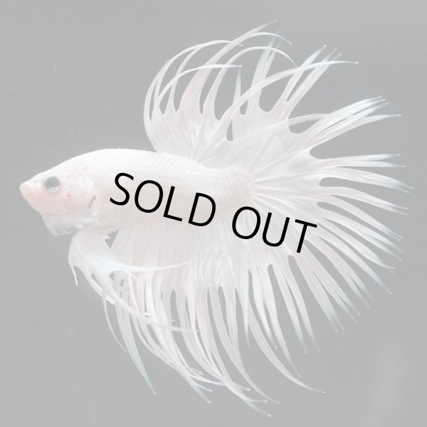 画像5: CT プラチナホワイト 上物 (5)