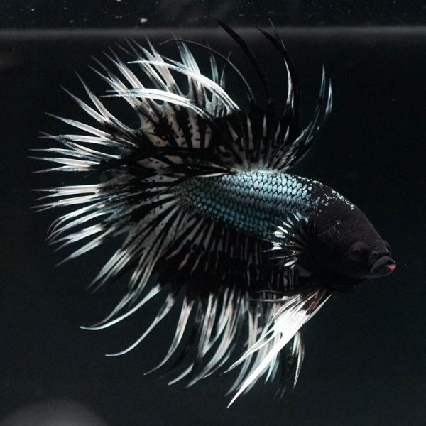 画像2: CT ブラックカッパー バタフライ (2)