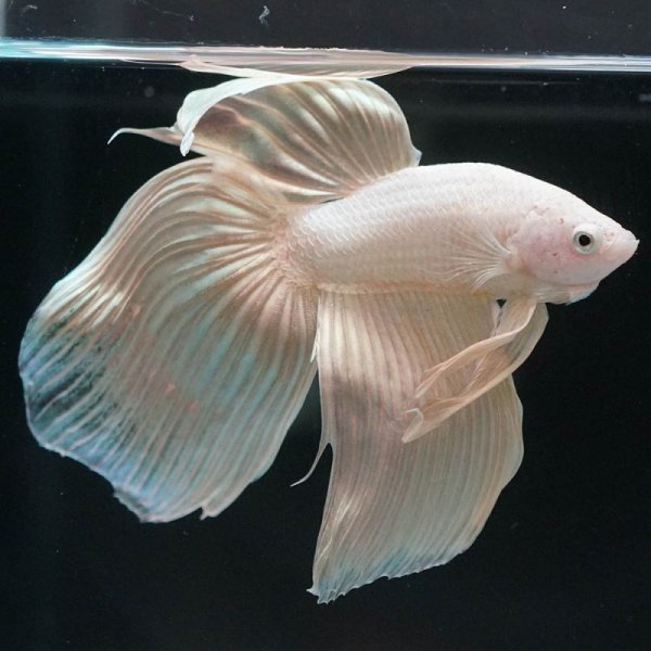 画像2: VT ドラゴン (2)