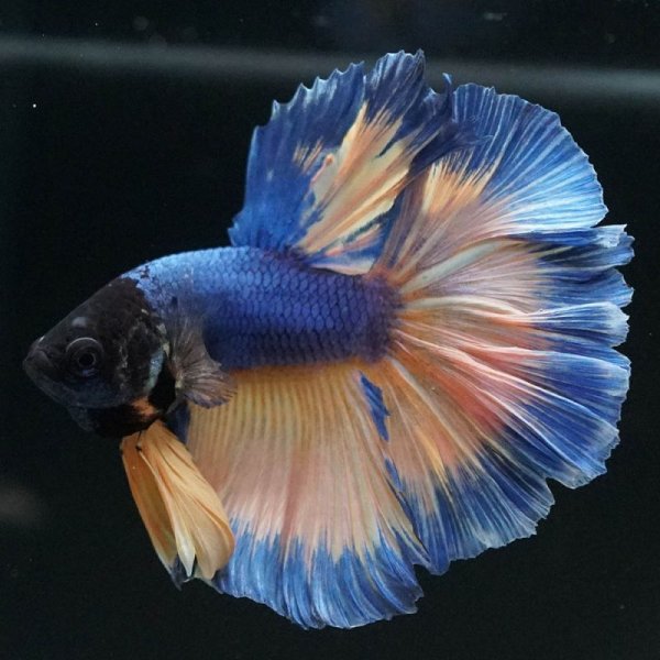 画像4: HM マスタード (4)