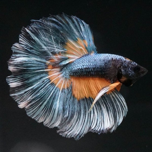 画像3: HM マスタード (3)