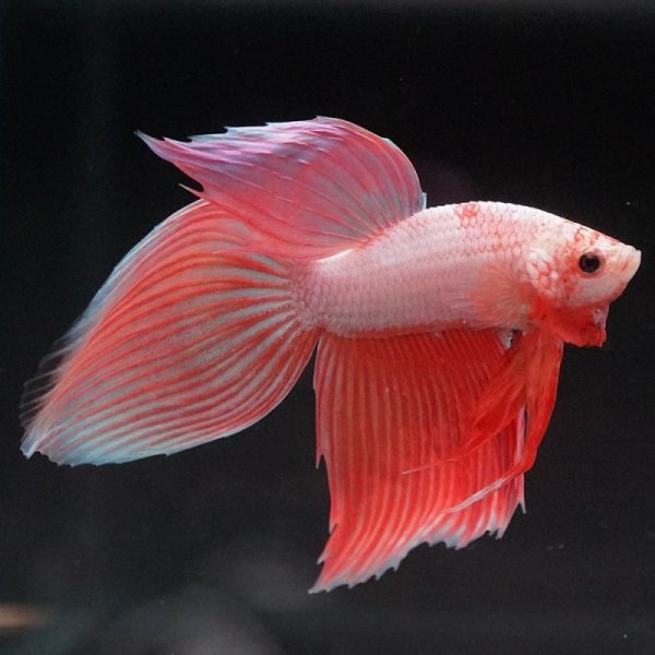 画像2: VT ファンシー (2)