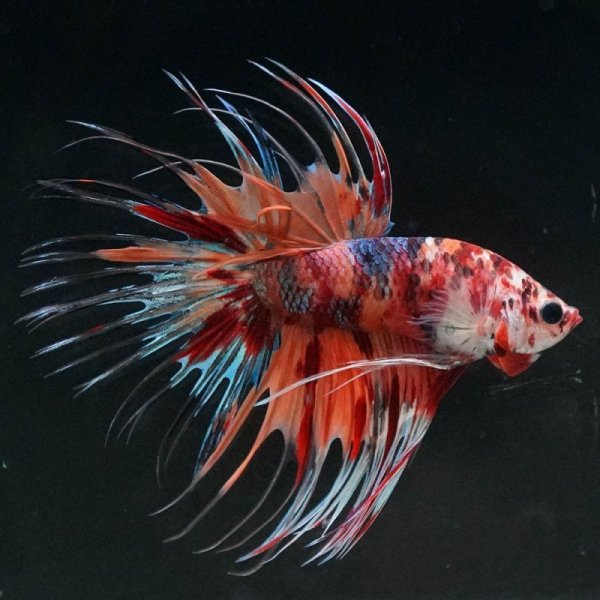 画像3: CT キャンディ 上物 (3)