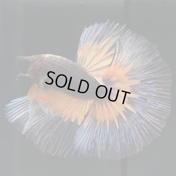 画像2: HM ブラックマスタード (2)