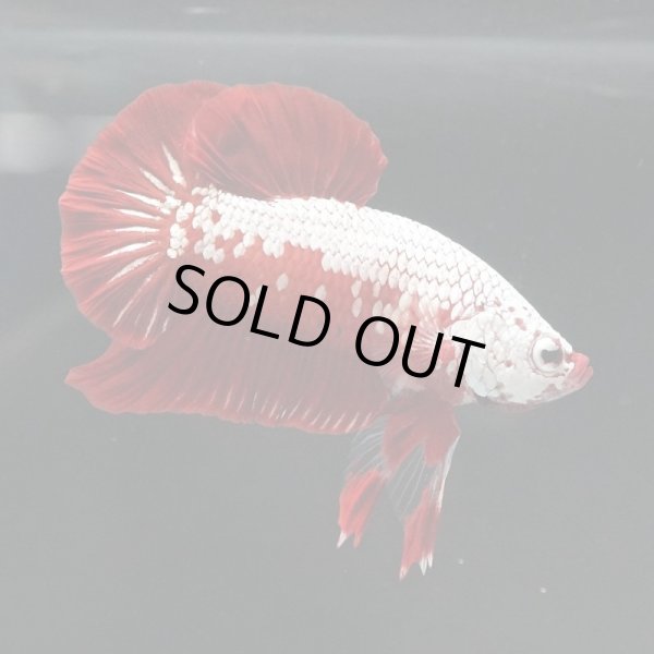 画像2: HMPK プラチナレッドサムライ (2)