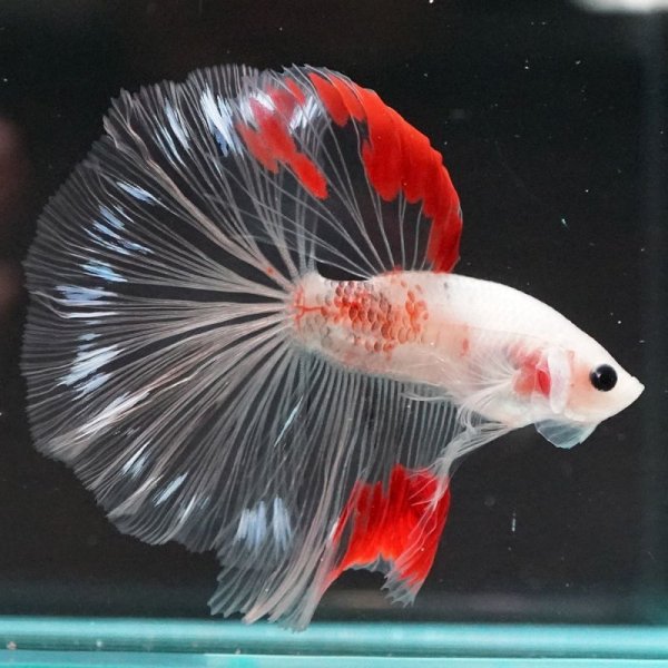 画像4: HM 紅白 (4)