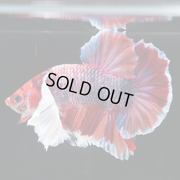 画像3: HMPK キャンディダンボ (3)