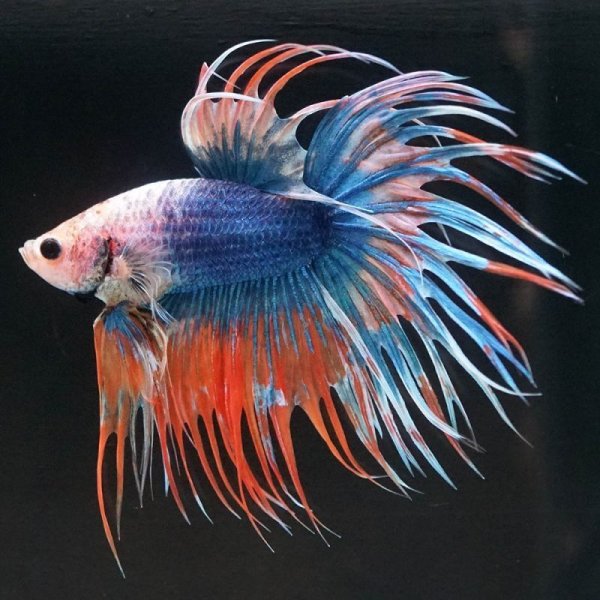 画像2: CT ファンシー (2)