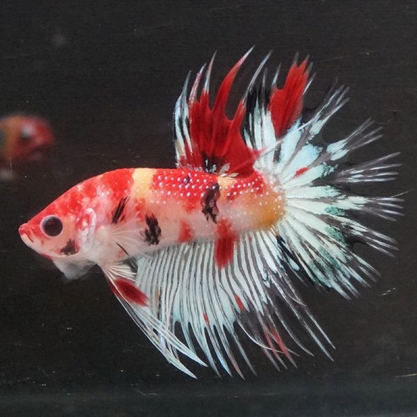 画像2: CT キャンディ 上物 (2)