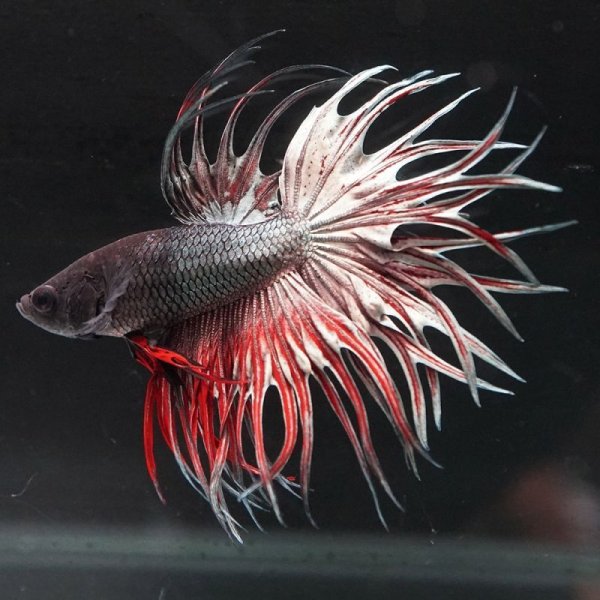 画像3: CT ファンシー (3)