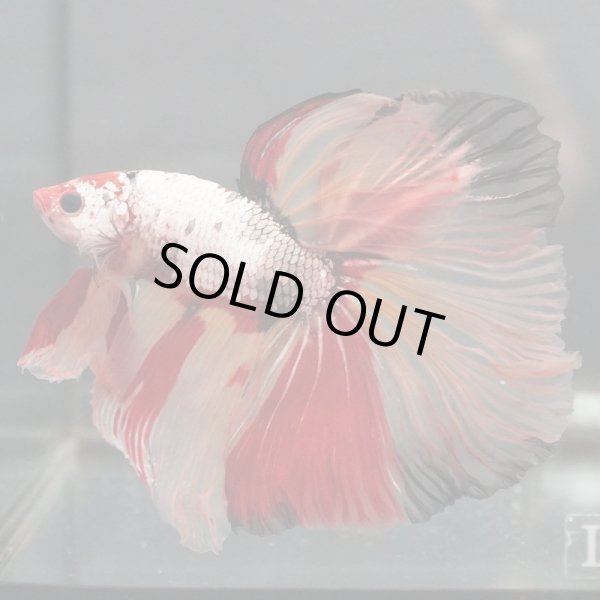 画像2: HM　ジャイアント　キャンディ (2)