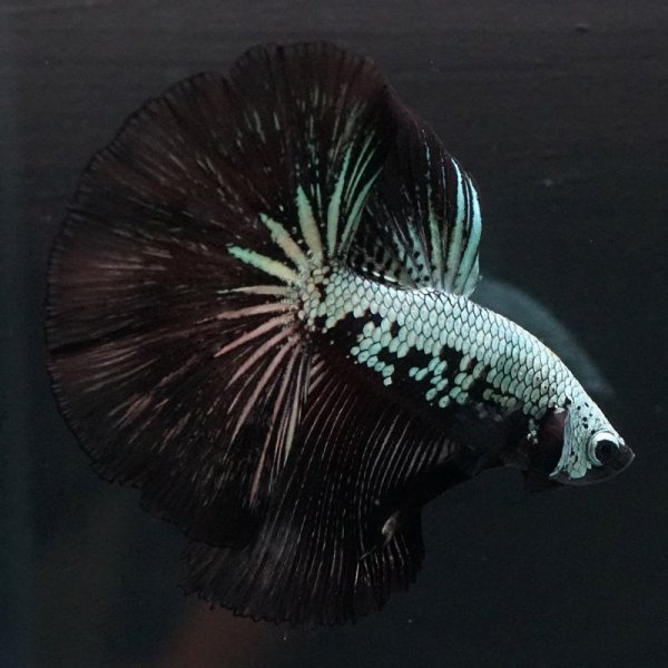 画像2: HM ブラックサムライ (2)