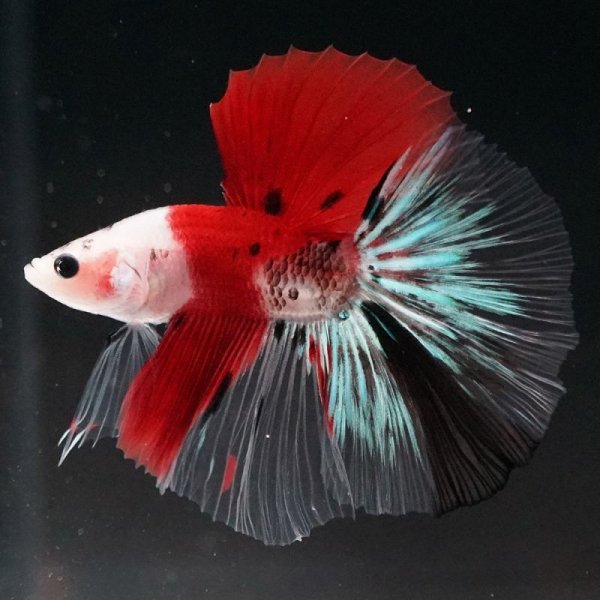 画像2: HM 紅白 (2)