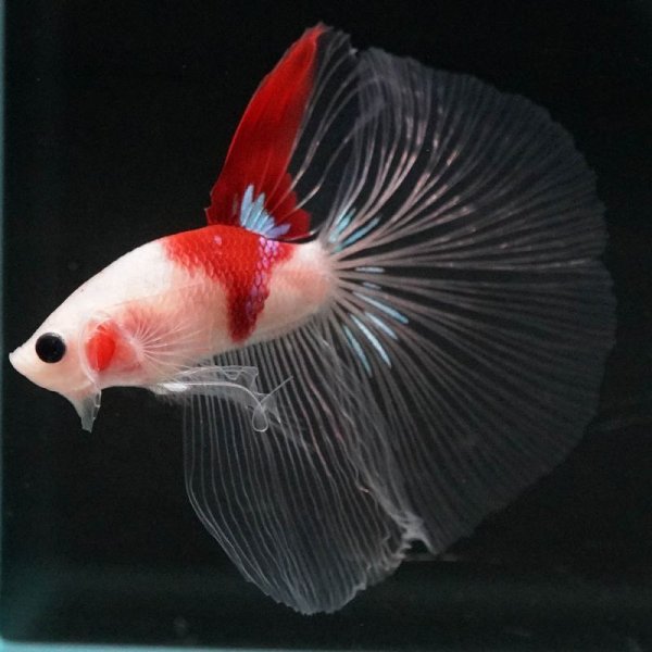 画像3: HM 紅白 (3)