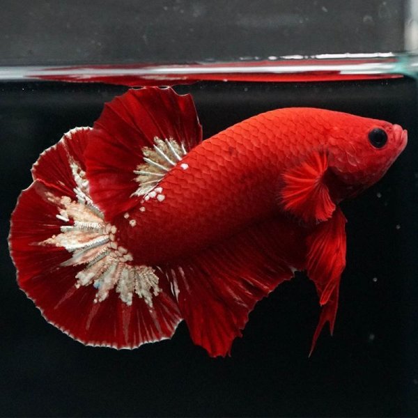 画像5: HMPK ヘルボーイ 上物 (5)