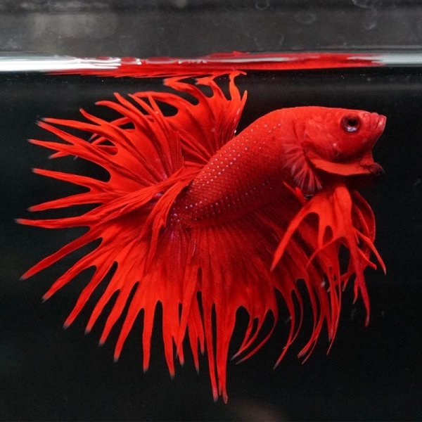 画像2: CT　Mixカラー赤青黄など (2)