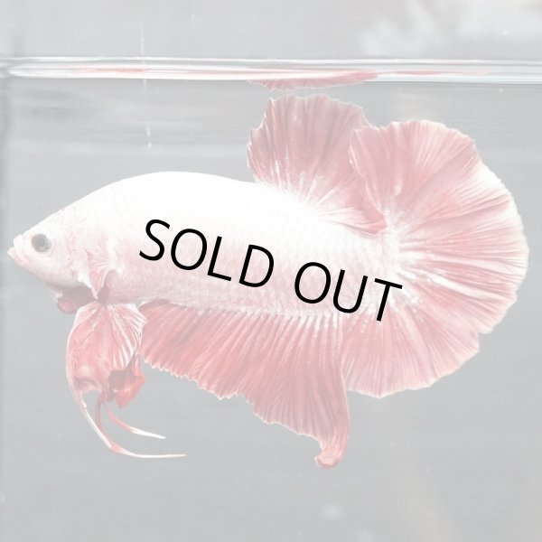 画像2: GHMPK プラチナレッドドラゴン (2)